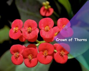Crown of Thorns (Euphorbia milii): Flowering  succulent  with small colourful blooms