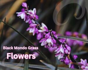 Black Mondo Grass Flower in a cluster of tiny blooms