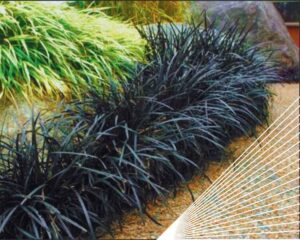 Black mondo grass (Ophiopogon planiscapus 'Nigrescens') love to grow in bright but indirect sun lights