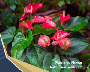 Flamingo Flower (Anthurium andraeanum) is one of the small flowering house plants