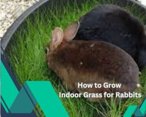 How to Grow Indoor Grass for Rabbits