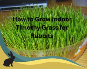 How to Grow Indoor Timothy Grass for Rabbits