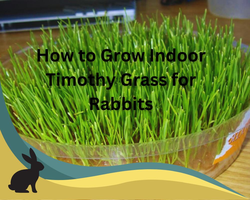Ultimate Guideline of Timothy Grass for Rabbits A NutrientRich