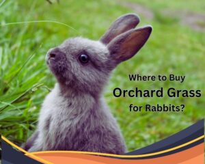 Where to Buy Orchard Grass for Rabbits?