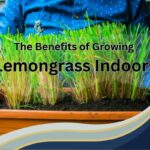 the benefits of growing lemongrass indoors