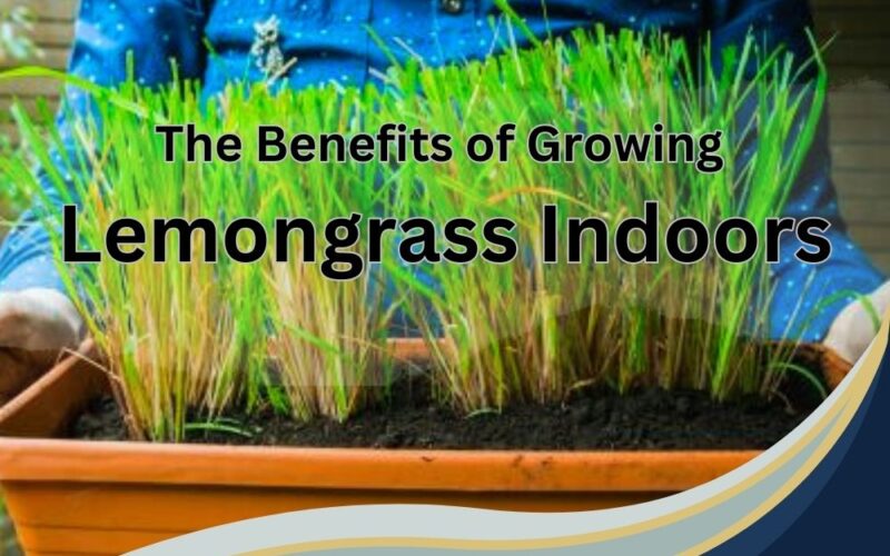 the benefits of growing lemongrass indoors