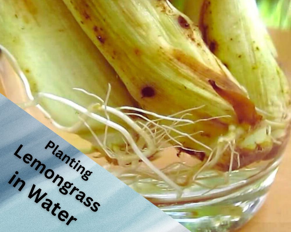 Can Lemongrass Grow in Water? A Comprehensive Guide InHousePlant
