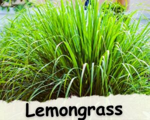 Lemongrass appearance