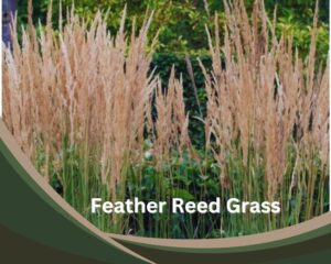 Feather Reed Grass (Calamagrostis x acutiflora) is a tall indoor grass