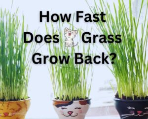 the speed of growing back of cat grass