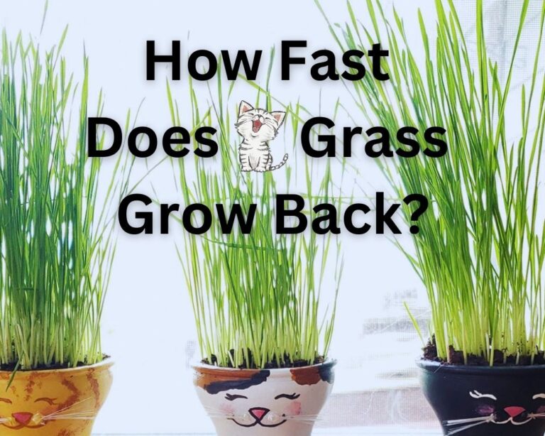 Does Cat Grass Grow Back? Pro Tips to Encourage Regrowth InHousePlant