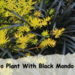 To Plant With Black Mondo Grass, consider the growth conditions.