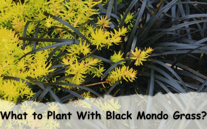 What to Plant With Black Mondo Grass? + Pro Tips to Add Them