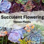 succulent flowering house plants