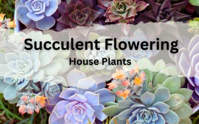 15 Best Succulent Flowering House Plants + Images and Caring Points