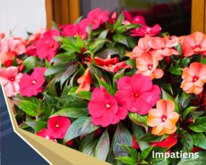Impatiens (Impatiens spp.) can thrive indoors with colorful blooms