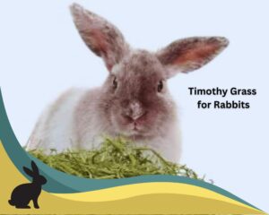 feeding with Timothy Grass for Rabbits
