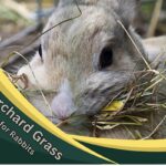 Orchard Grass for Rabbits