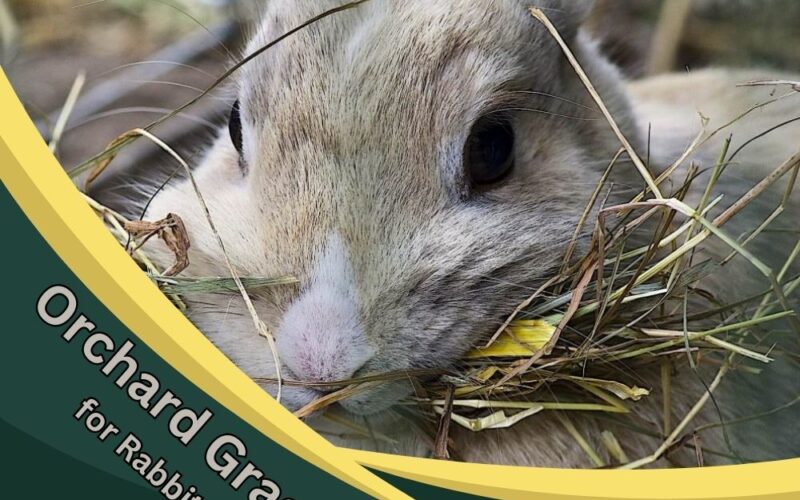 The Ultimate Guide to Orchard Grass for Rabbits: Indoor Grass for Rabbits