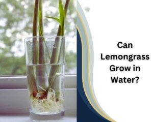 Can Lemongrass Grow in Water?