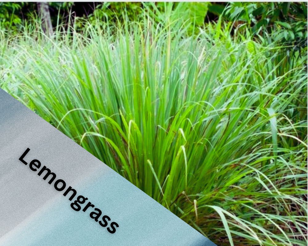 Can Lemongrass Grow in Water? A Comprehensive Guide InHousePlant