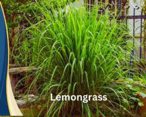 Lemongrass appearance