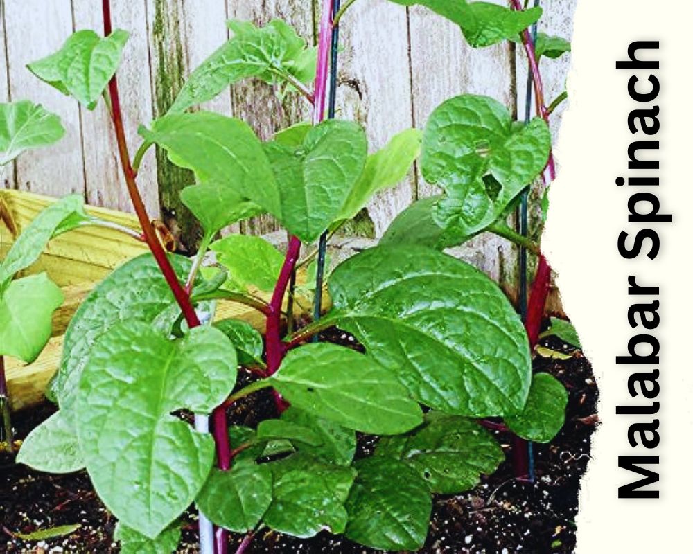 Red Stem Malabar Spinach has red stem and green leaf 