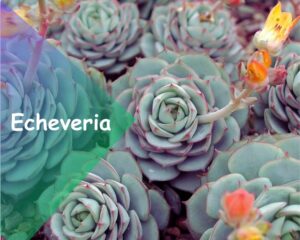 Echeveria (Echeveria spp.): Colorful flowering houseplants