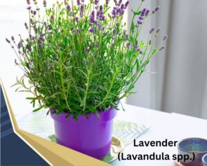 Lavender (Lavandula spp.) is flowering indoor plant with small blooms