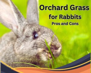 Orchard Grass for Rabbits: Pros and Cons