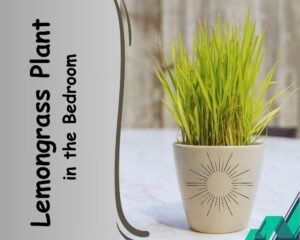 Lemongrass Plant in the Bedroom has a lot of benefits