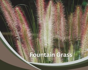 Fountain Grass (Pennisetum Alopecuroides) is a tall indoor grass