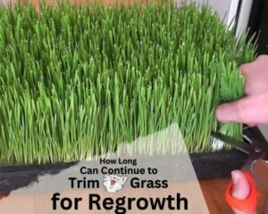 It is About How long you can continue to trim cat grass for regrowth