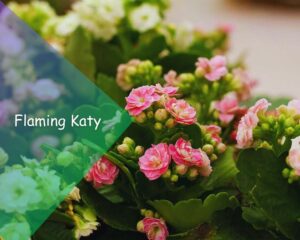 Flaming Katy (Kalanchoe blossfeldiana): Flowering succulents clusters of small flowers 