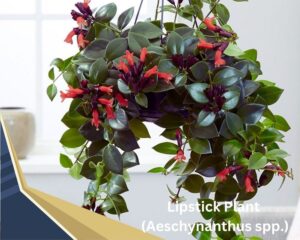Lipstick Plant (Aeschynanthus spp.) is one of the flowering house plants