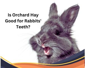 Is Orchard Hay Good for Rabbits' Teeth?