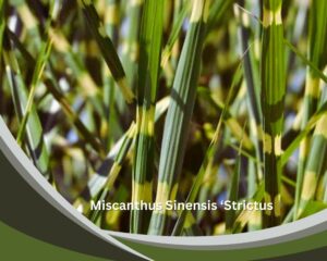 Miscanthus Sinensis ‘Strictus’ (Porcupine Grass) is a tall indoor grass