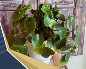 Chinese Money Plant (Pilea spp.) can plant with black mondo grass