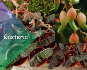 Gasteria (Gasteria spp.): Succulent flowering house plants with colourful blooms