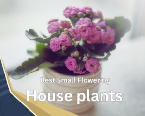 kalanchoe is one of the small flowering house plants