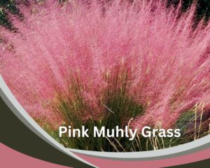 Pink Muhly Grass (Muhlenbergia capillaris) is a tall indoor grass