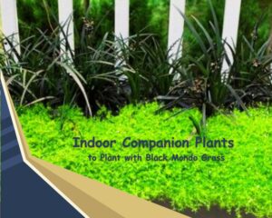 Indoor Companion Plants to Plant with Black Mondo Grass