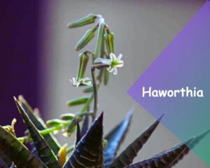 Haworthia (Haworthia spp.): Indoor succulents with tubular white flowers