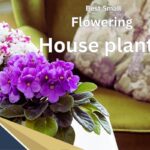 small flowering house plants