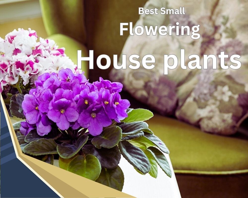Best Small flowering house plants indoors and outdoors + caring for