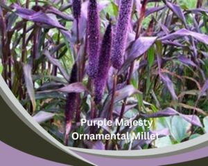 Purple Majesty Ornamental Millet (Pennisetum glaucum) is a tall indoor grass