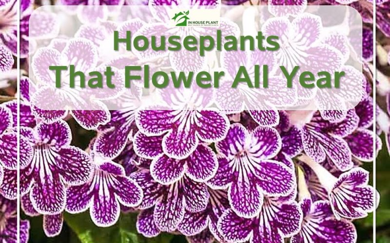 The Ultimate Guide to Houseplants That Flower All Year: Caring Requirements.