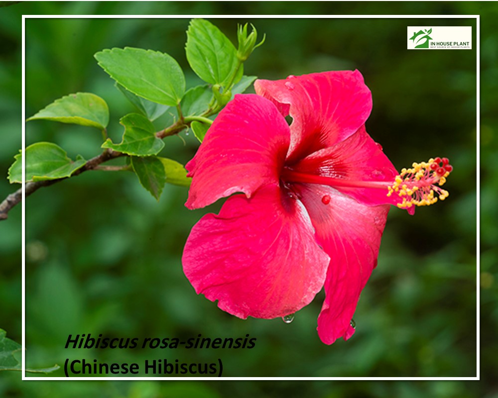Hibiscus rosa-sinensis with red flower