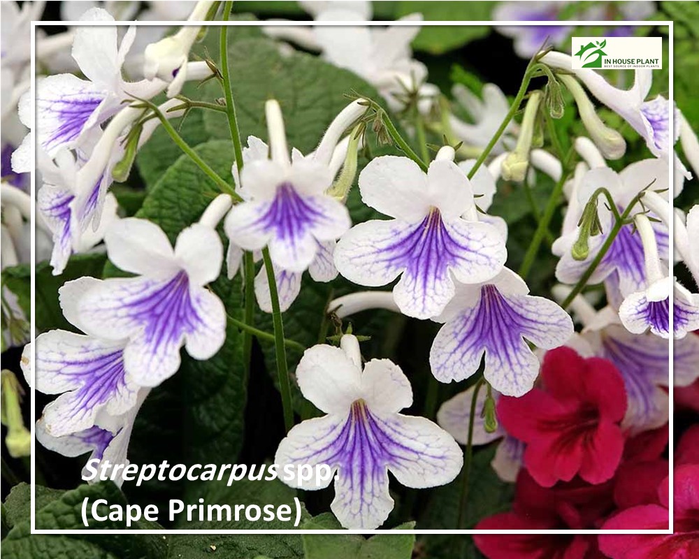 white and purple flowers of Streptocarpus spp. 