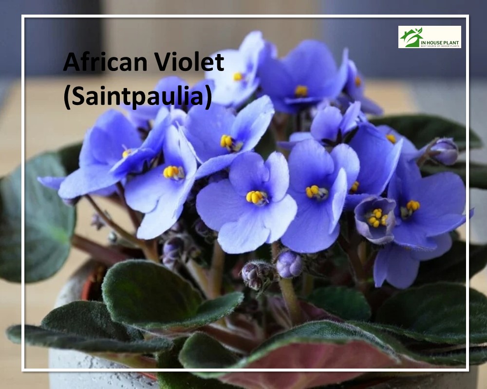 purple flowers of African Violet 